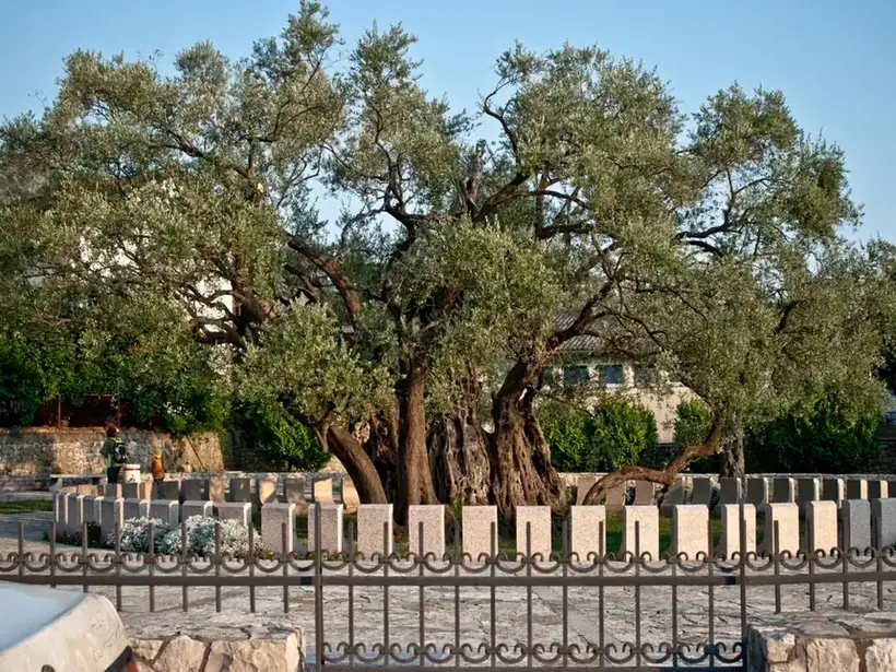 Bar Kadim Zeytin Ağacında Sonsuz Aşk Teklifi